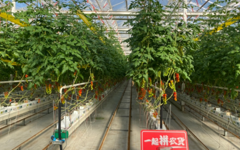 换道超车 拼多多是数字农业最需要的另一种“沃土”