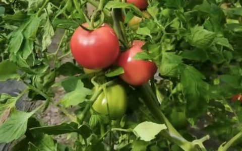 预制菜谁是龙头 食品大佬们新赛道比的是什么?