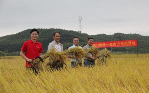 南方最晚一波水稻迎来收割 南方水稻秋收收官：大部分省份增产 质量好于常年
