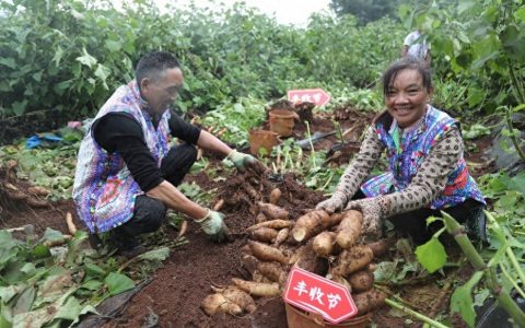 三季报露出端倪 拼多多的增长价值在这些赛道